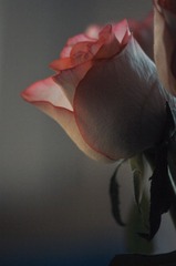 AC0EAFBA-983C-4322-8846-195A4F0DF765/L0/001