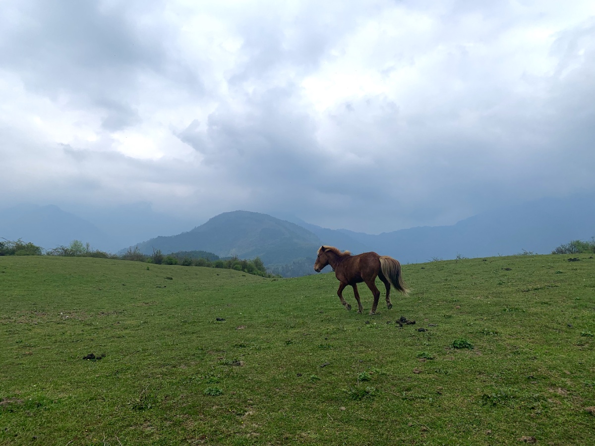 卧龙熊猫坪一个适合野餐拍拍拍的地方