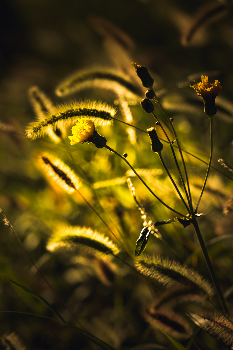 狗尾巴草也可以很美