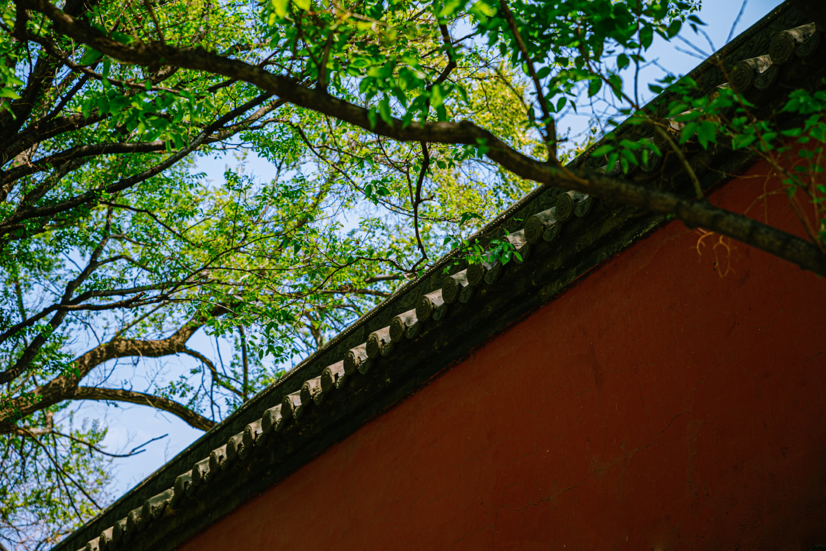 绿树红墙