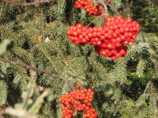 red berry