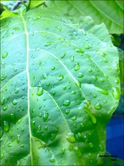 绿溢