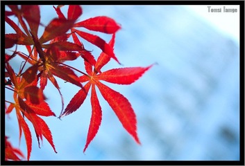红叶