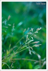 小花小草系列5