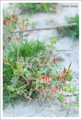 小花小草系列4