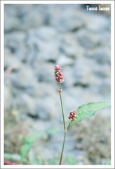 小花小草系列2