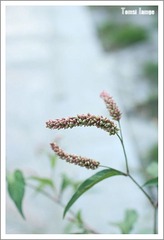 小花小草系列1