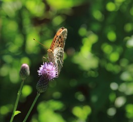 IMG_2634.JPG