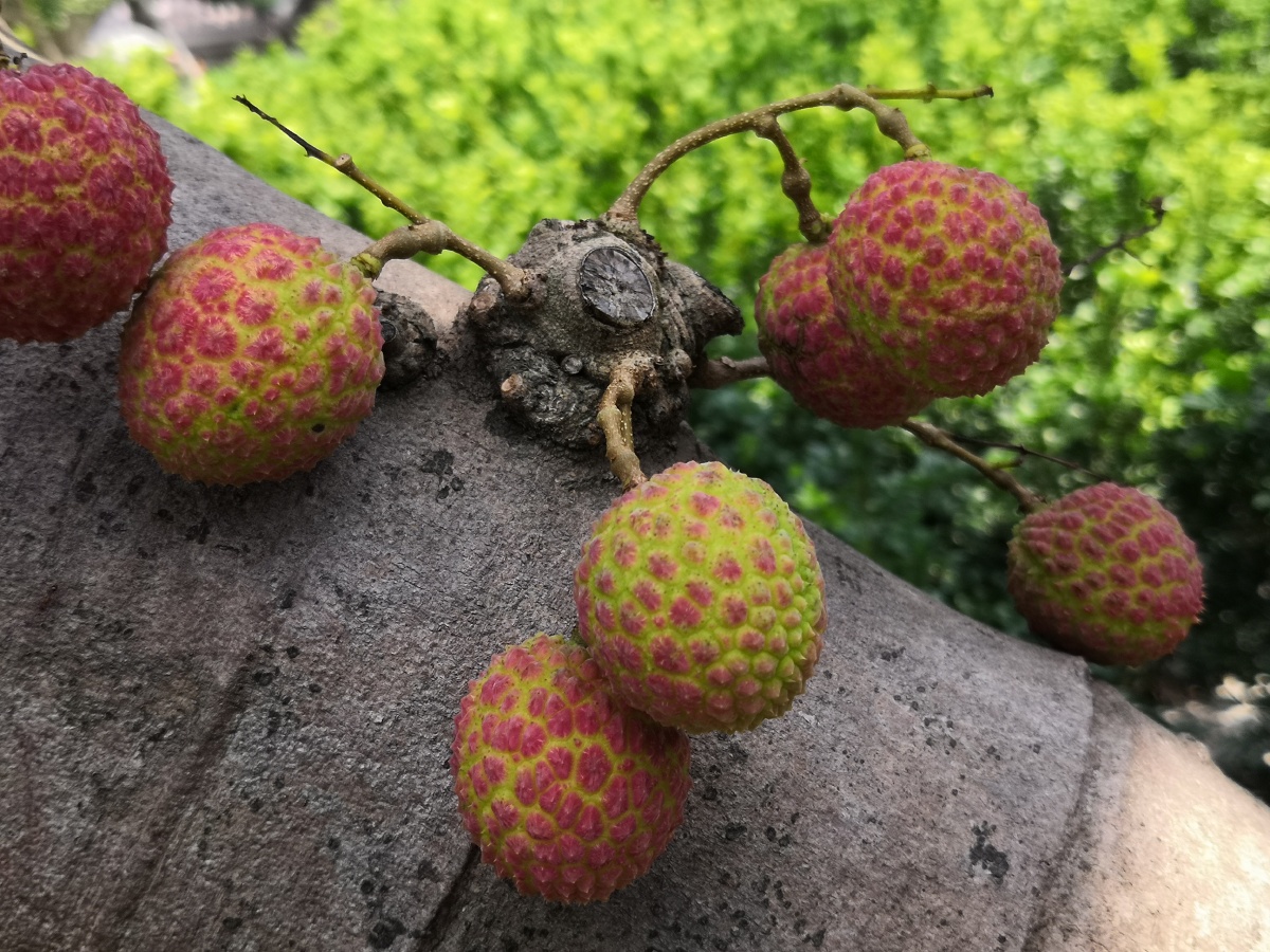 在荔枝树干上长出荔枝比较罕见