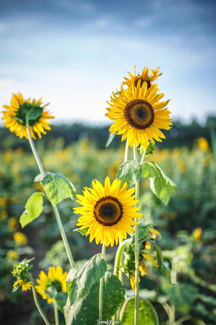 花园城市的正确打开方式 - 舒心展志 - 图虫