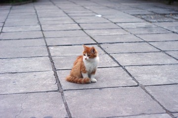  猫咪