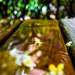 落花.jpg