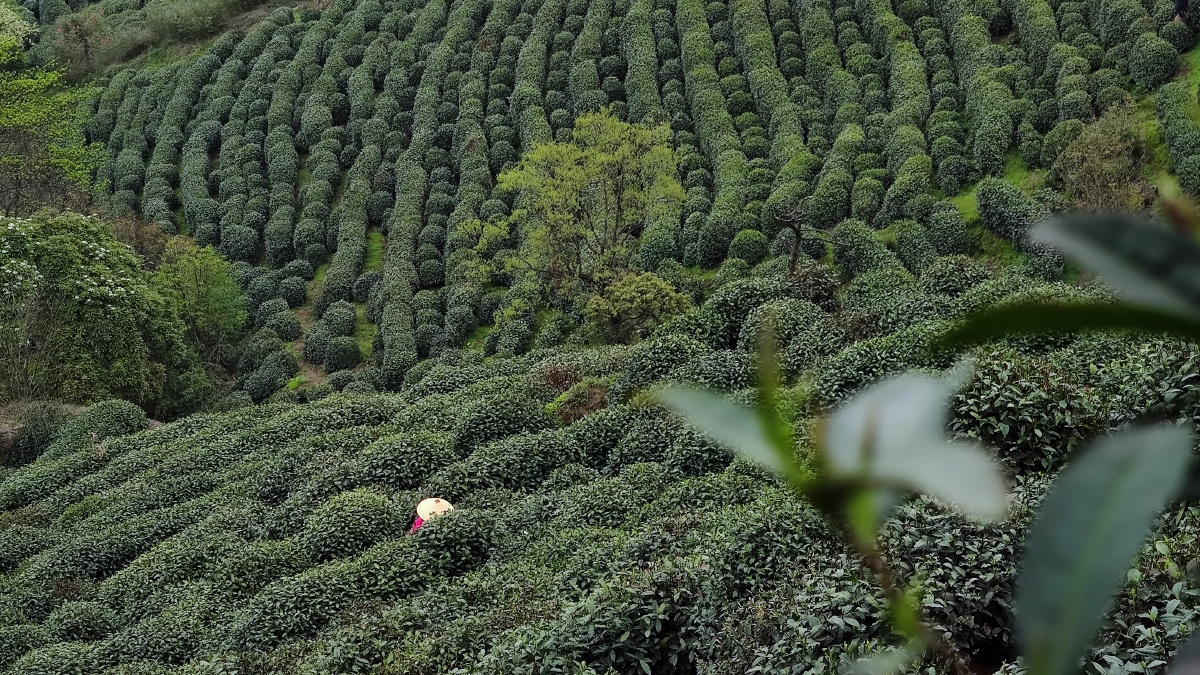 明前龙井#狮子峰#狮峰龙井#龙井村#梅家坞#十里琅瑙#龙井茶#西湖辆