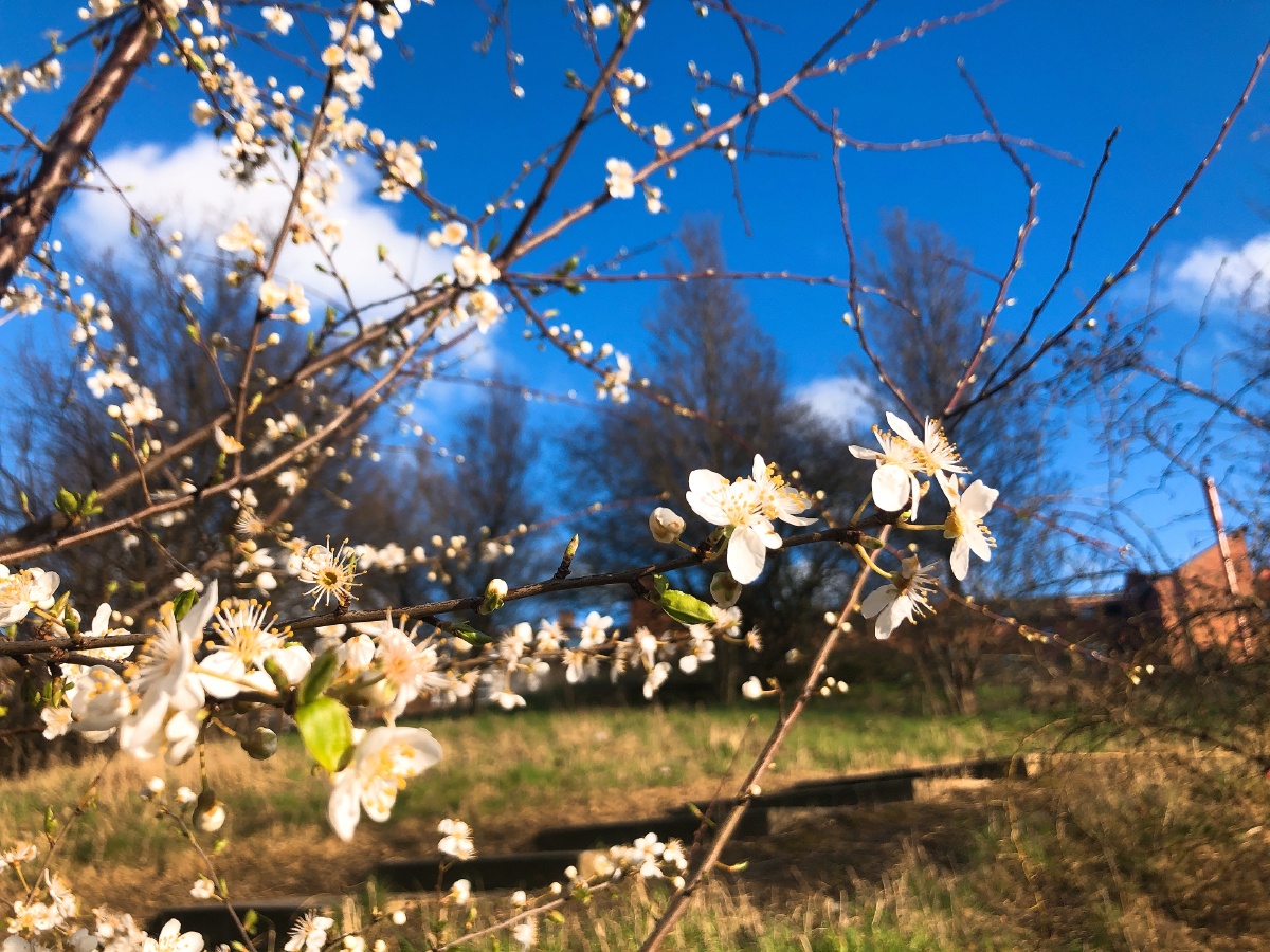英格兰的春天风依旧萧瑟iphone随手拍