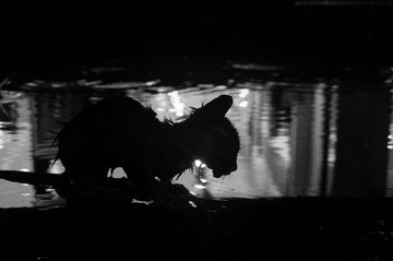 DSC05060-1