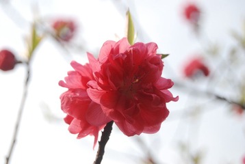 春暖花开
