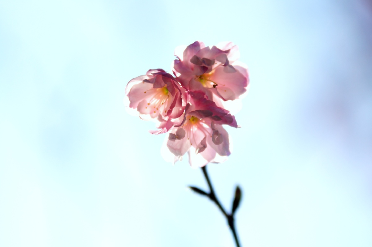 樱花的另一种姿态