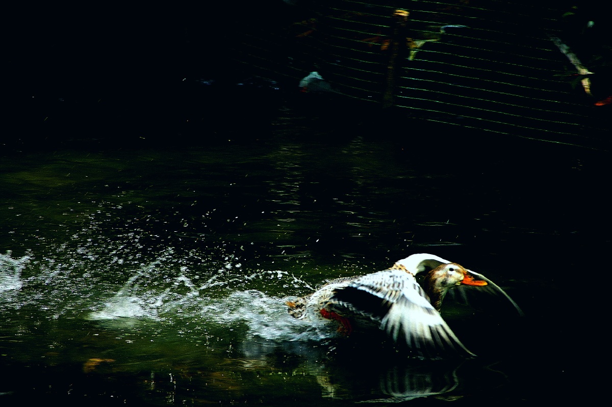 坝美村河里的鸭子