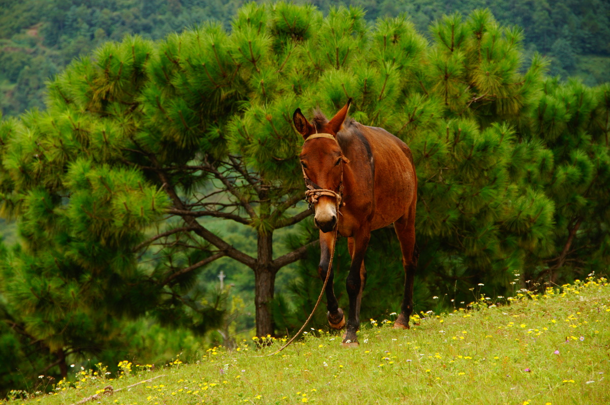红河源村草原上开满野花,悠闲自得的吃草.