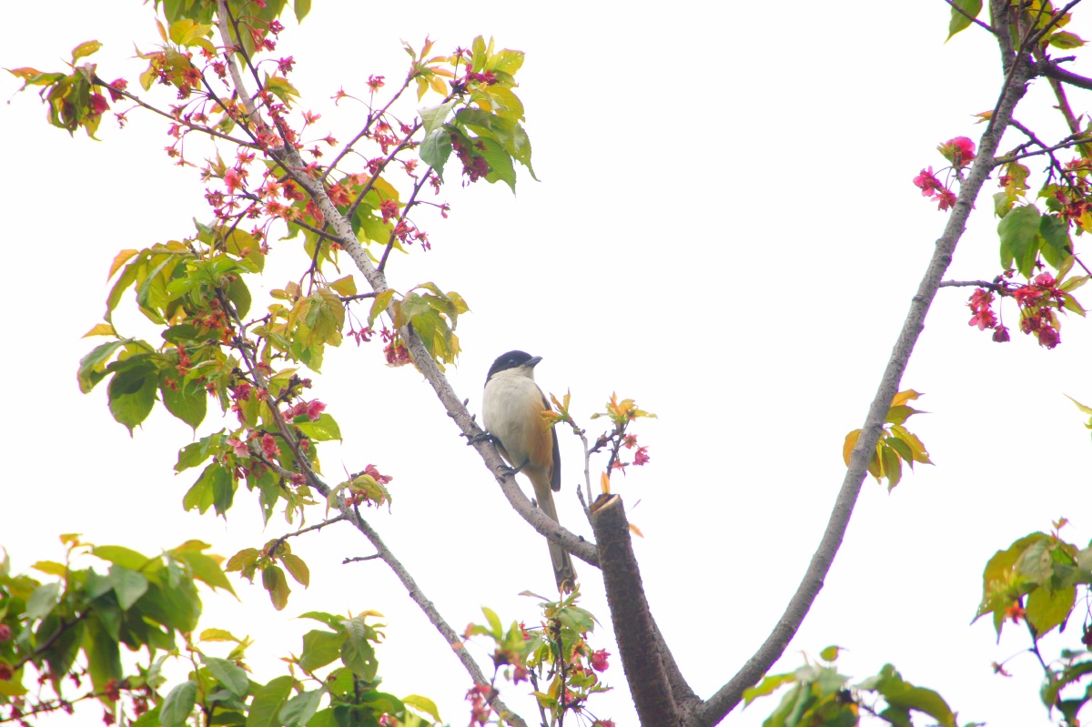 清明时节～花与鸟