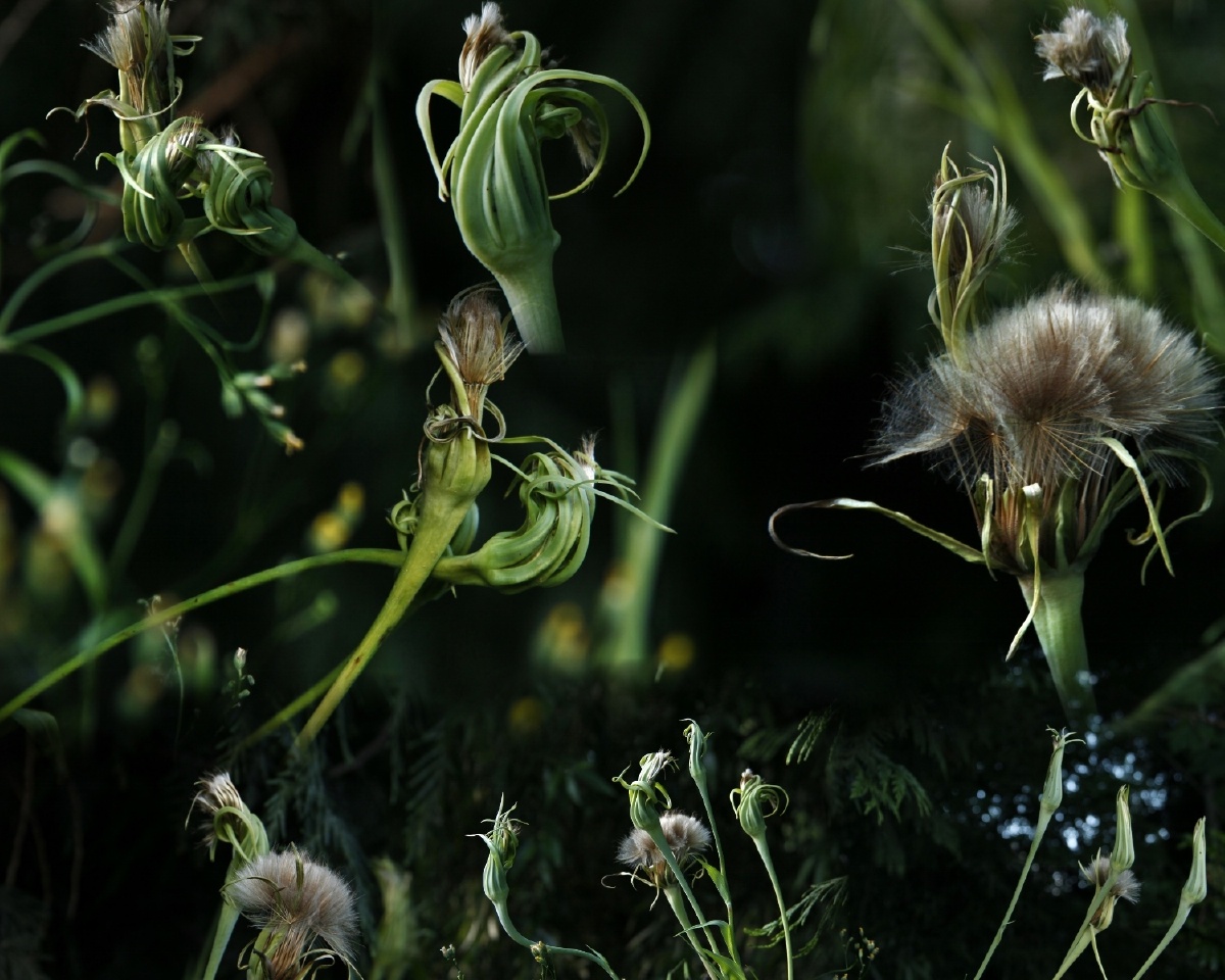 含苞待放婆罗门参