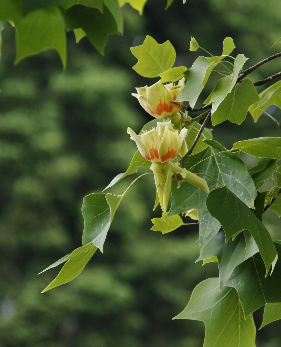 tulippoplar鹅掌楸