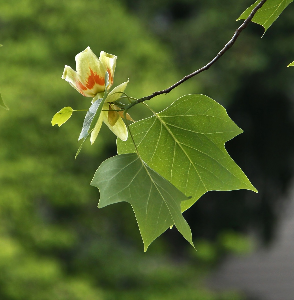 tulippoplar鹅掌楸