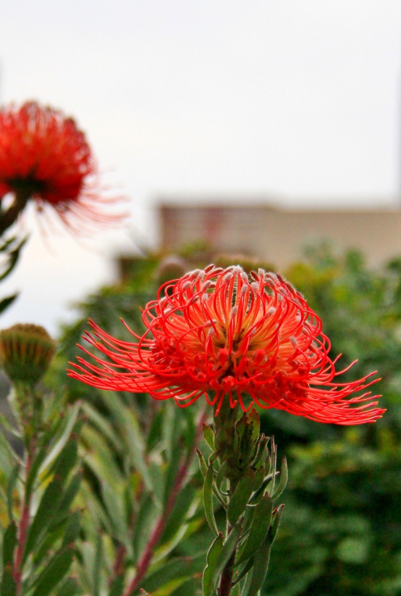 leucospermum风轮花