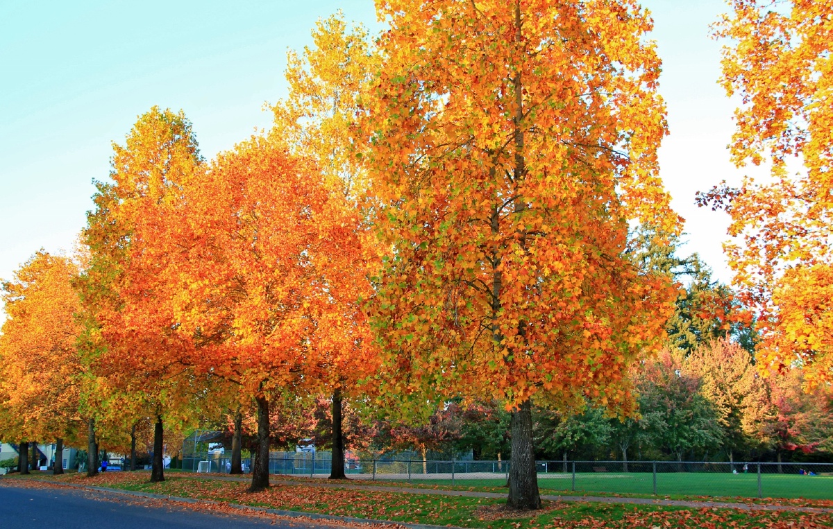 tulippoplar鹅掌楸