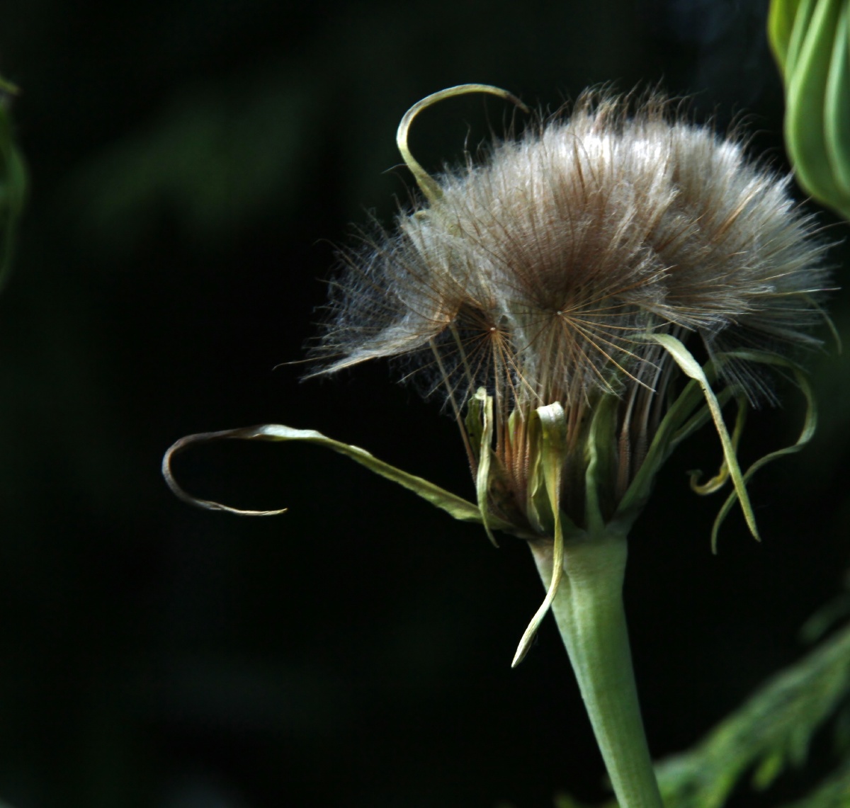 含苞待放婆罗门参