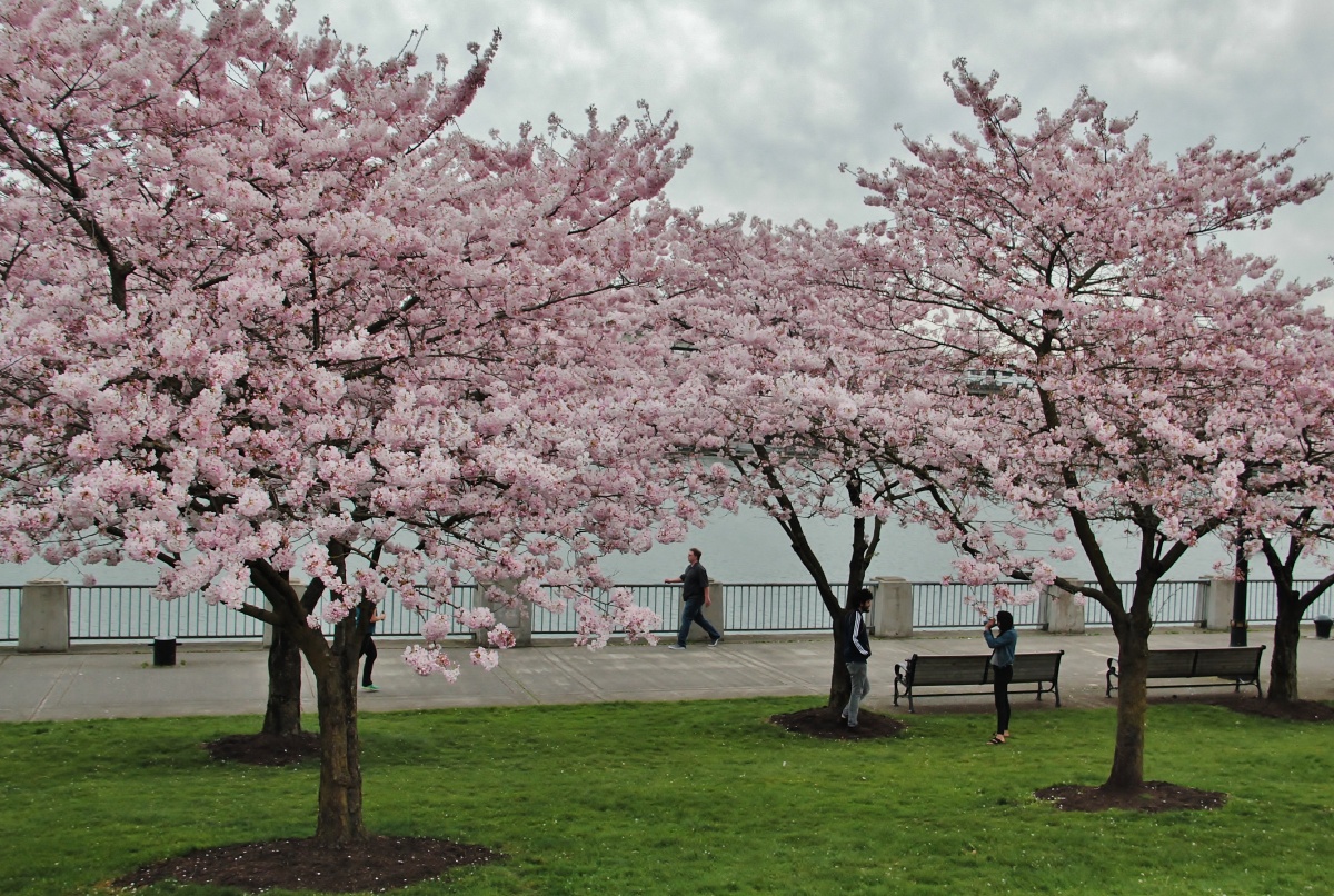 樱花树下的浪漫