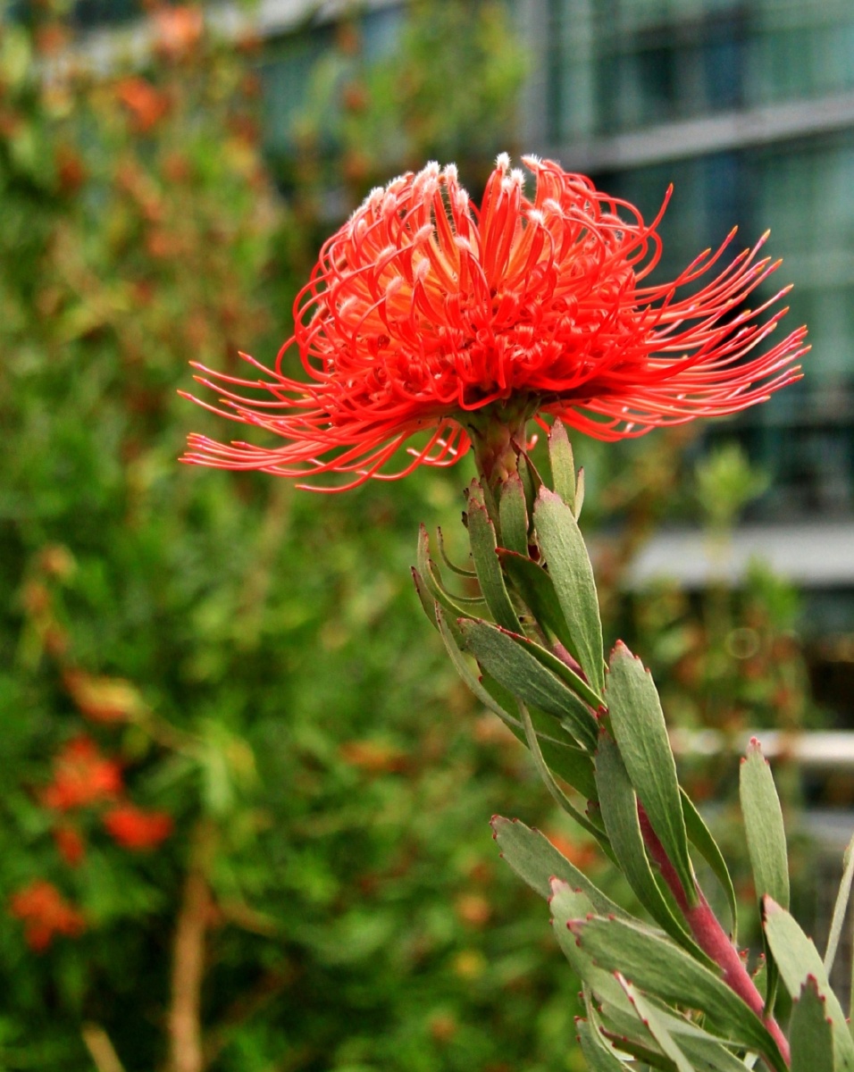 leucospermum风轮花