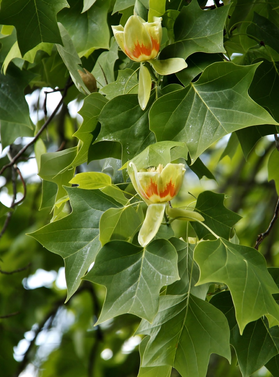tulip poplar- 鹅掌楸 - janeng55 - 图虫