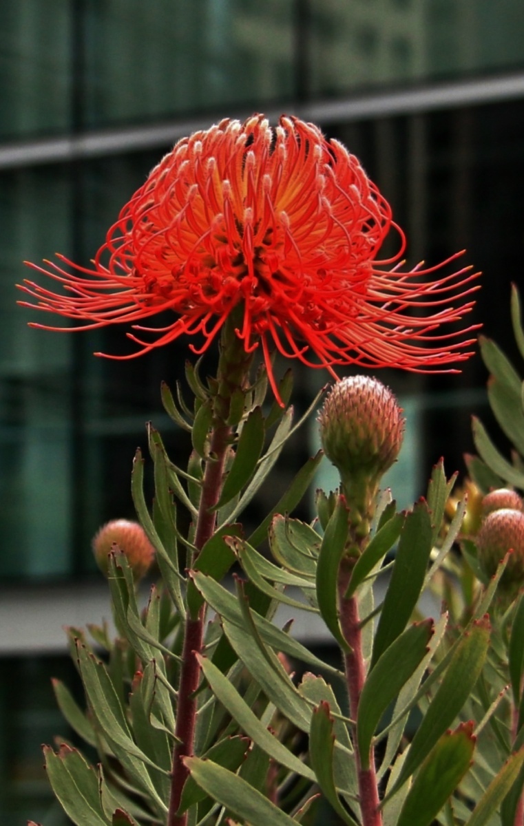 leucospermum风轮花