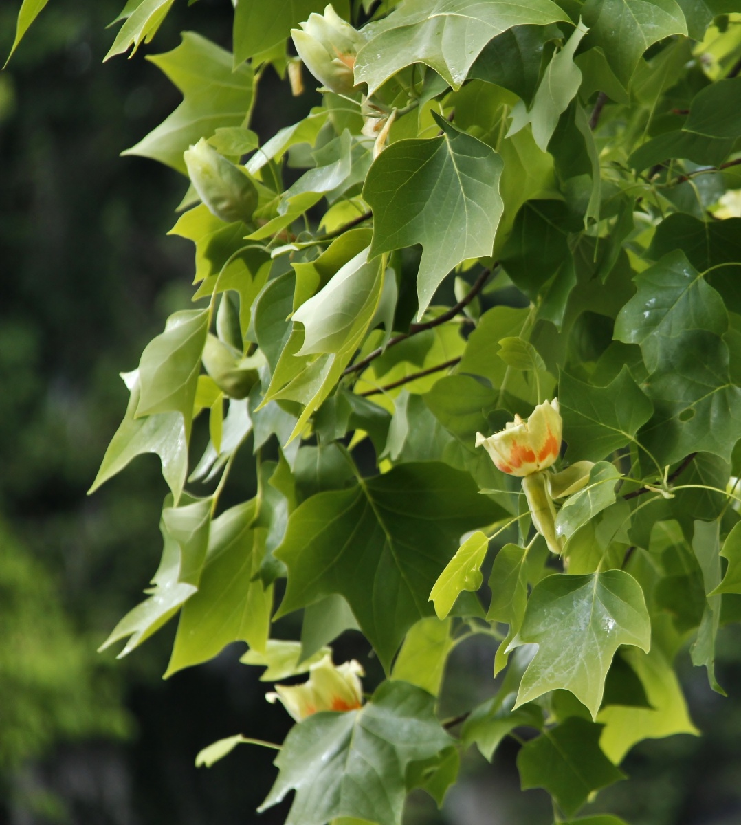 tulippoplar鹅掌楸