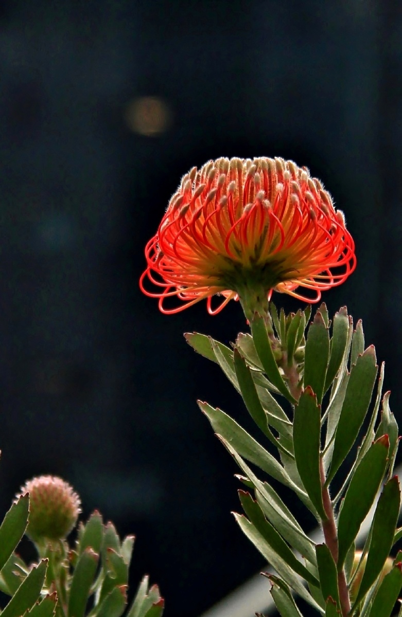 leucospermum风轮花