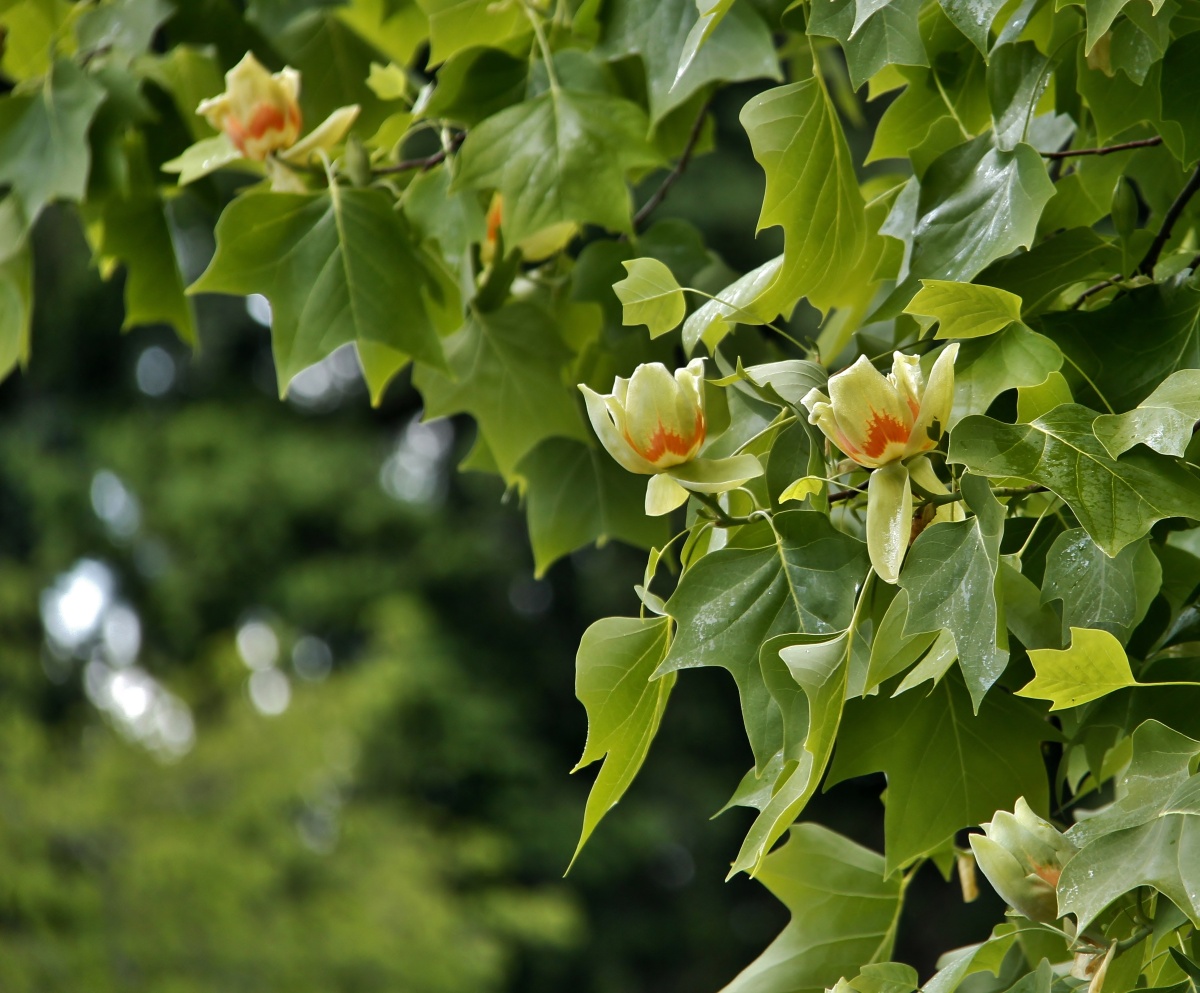 tulippoplar鹅掌楸