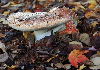 _MG_1101 b