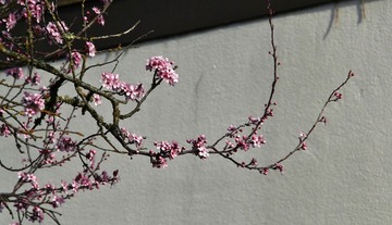 _MG_6563 b