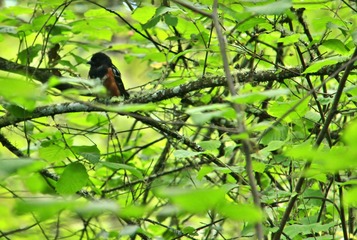 _MG_2862e