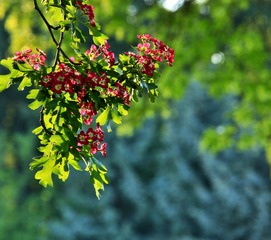 _MG_8043