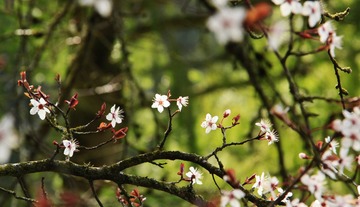 _MG_6842 b