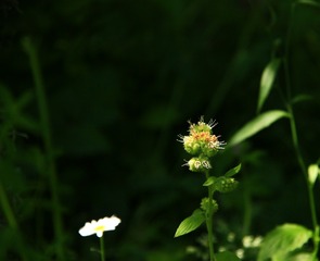 _MG_2398 b