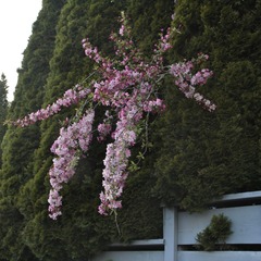 _MG_9777 e
