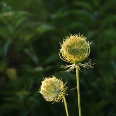 _MG_8697 b