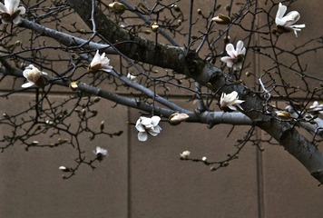 _MG_6600 be