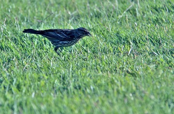 IMG_7832