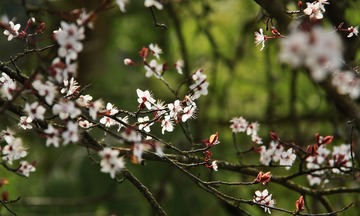 _MG_6841 b