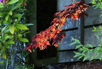 _MG_1080 R