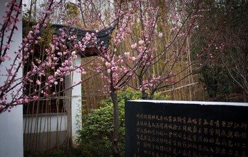 IMGP5575.jpg